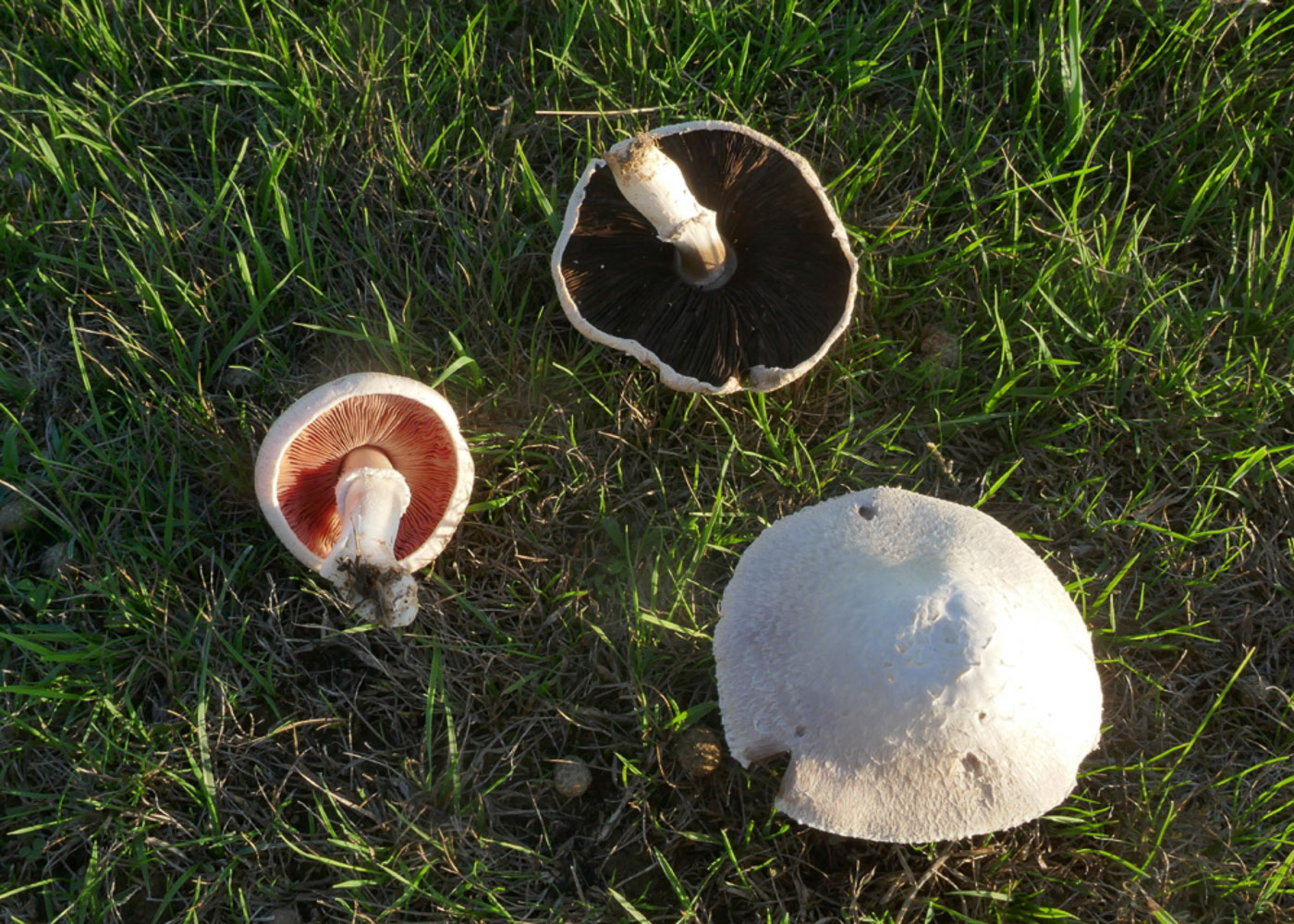 Photo © Jackie Ewan Agaricus campestris by Jackie Ewan
